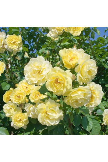 Троянда плетиста Голден Гейт